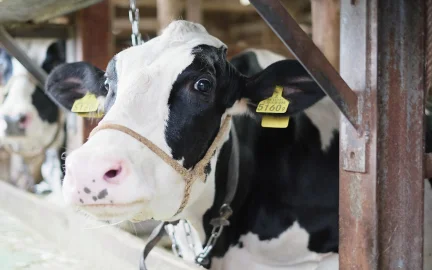産業動物・小動物