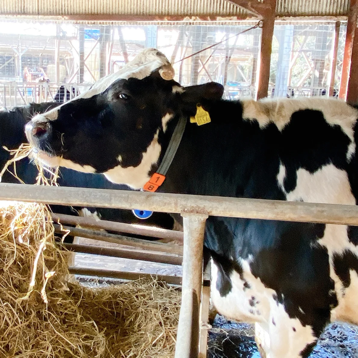 cow