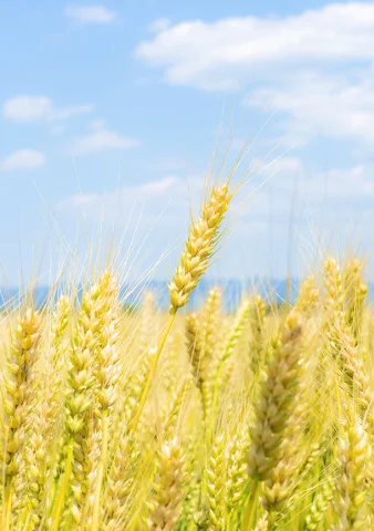 rice plant