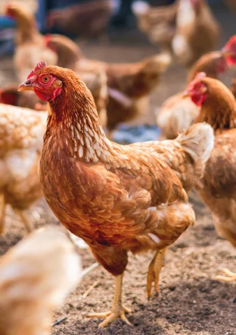 chicken