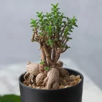 アイコン画像